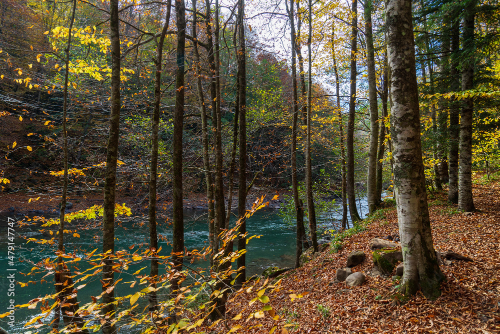 Obraz premium Autumn forest. Clean mountain river in the autumn forest.