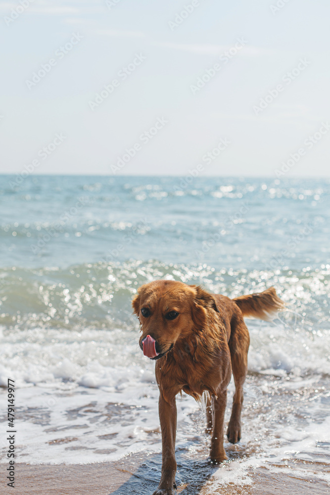 Cute wet dog walking from sea waves and licking. Summer vacation with pet. Adorable golden dog swimming in sea in hot day. Enjoying summer holiday with furry friend on tropical island Cute wet dog walking from sea waves and licking. Summer vacation with pet. Adorable golden dog swimming in sea in hot day. Enjoying summer holiday with furry friend on tropical island
