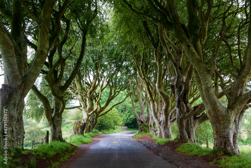 Naklejka premium The old trees in the countryside