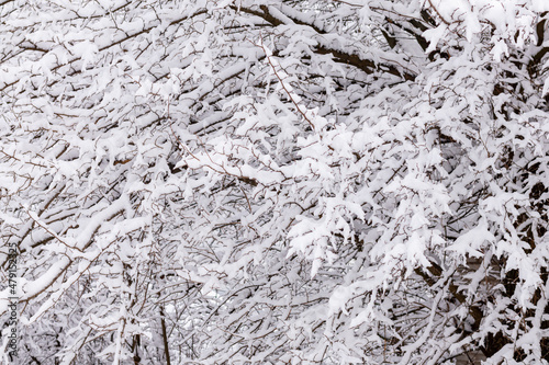 White snow on tree branches close-up. Abstract winter background of branches in the snow. Landscape wallpapers. Nature photo.