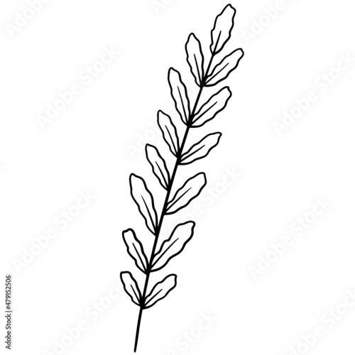 Leaf branch vecor, leaf vector, branch leaves