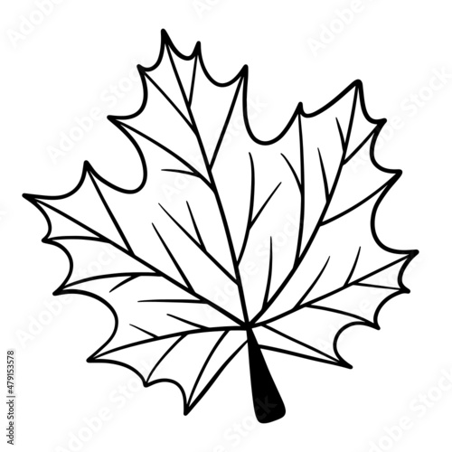 Fall leaf, autumn leaf, leaf illustration, vector