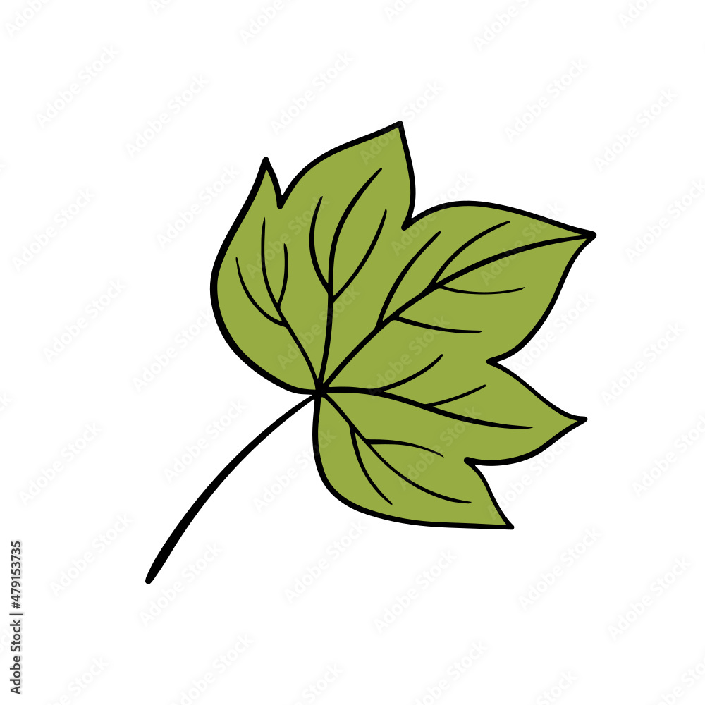 Fall leaf, autumn leaf, leaf illustration, vector Fall leaf, autumn leaf, leaf illustration, vector