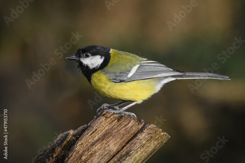 Perched on an old tree stump is a side profile image of a great tit, Parus major.