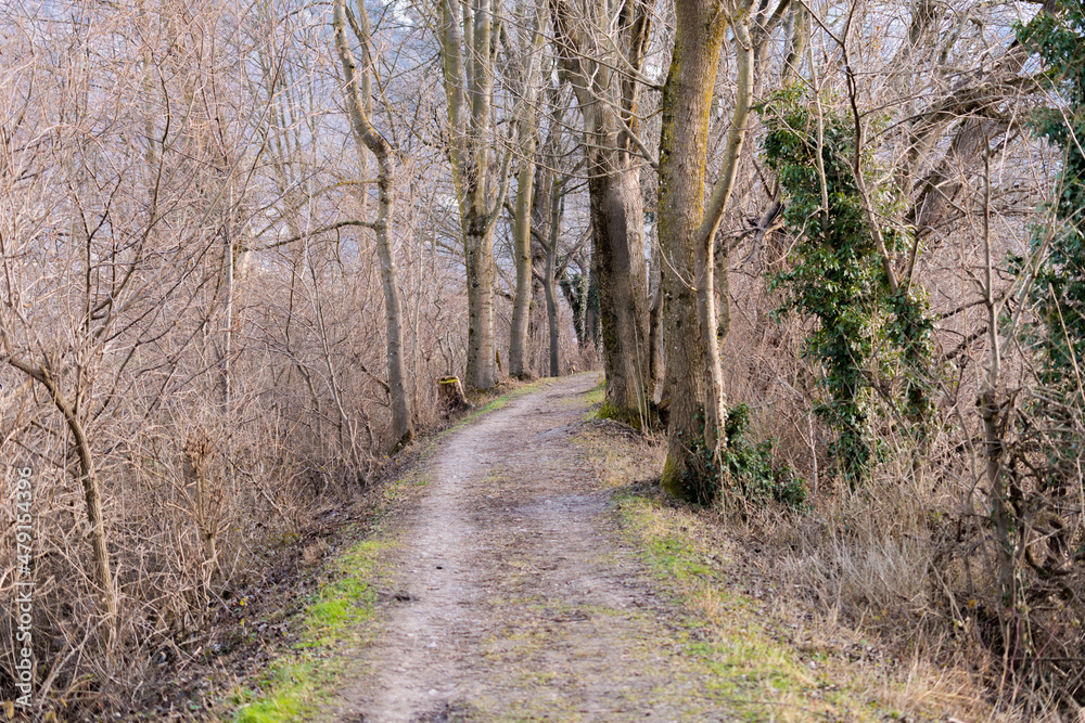 Obraz premium Walking through a forest in Vaduz in Liechtenstein