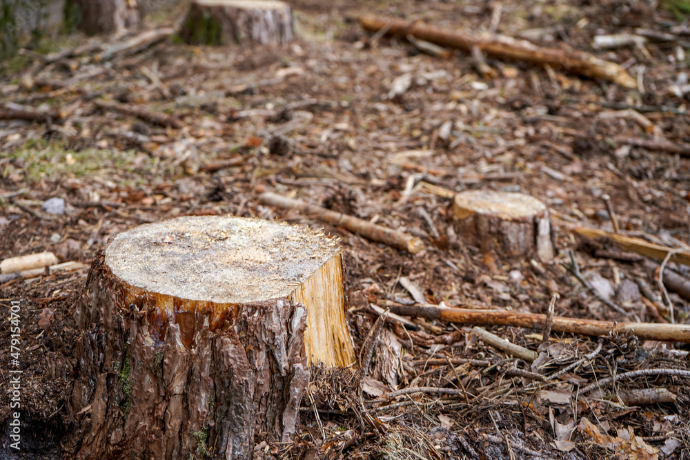 Close up of fresh cut down tree stumps Close up of fresh cut down tree stumps