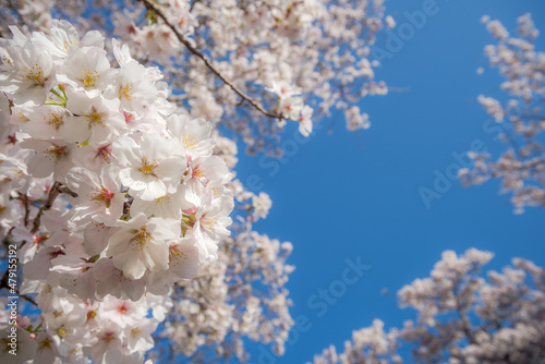 青空と花のボケをバックにソメイヨシノの花