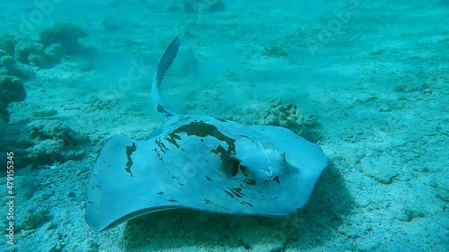 Stingray swim on shallow water coral reef. Сowtail Weralli stingray (Pastinachus sephen) 4K-60pfs photo