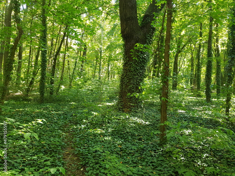 Obraz premium forest in the morning