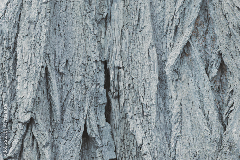 Obraz premium Gray background of the trunk of the bark of the tree, the texture of the tree.
