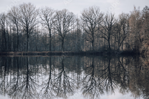 Trees reflection in the lake