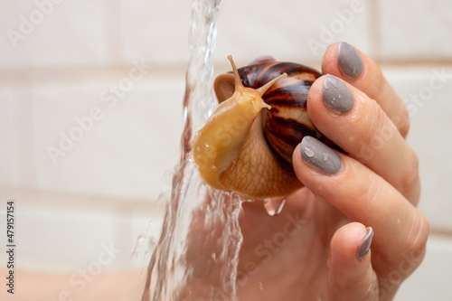 Bathing Young African land snail Achatina in warm tap water. Exotic pet care concept. Close-up with selective focus, copy space