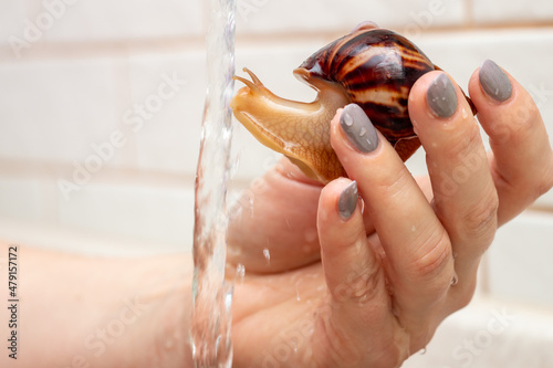 Bathing Young African land snail Achatina in warm tap water. Exotic pet care concept. Close-up with selective focus, copy space