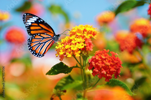 Beautiful image in nature of monarch butterfly on lantana flower on bright sunny day. © Laura Pashkevich