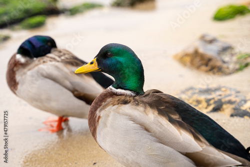 Two wild ducks in their habitat. Mallard ducks having a rest on the shore of the sea, sand, stones and sea around them. Wild life.
