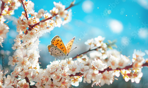 Fototapeta Naklejka Na Ścianę i Meble -  Beautiful spring image of branch of blooming sakura with orange butterfly in nature, close-up with many delicate pink flowers on a blurred blue sky background.