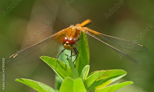 dragonfly, insect, nature, macro, animal, bug, green, wings, fly, closeup, damselfly, wing, wildlife, insects, summer, eyes, fauna, close-up, plant, grass, leaf, yellow, wild, red, dragon