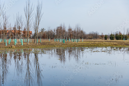 Big tree plantation behind park next to huge puddle full of water and reflections photo