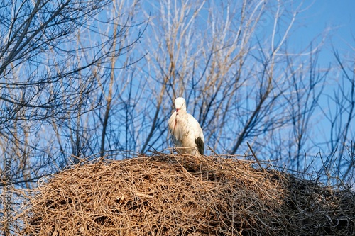 Stork in its nest covering its beak with its white feathered wings photo