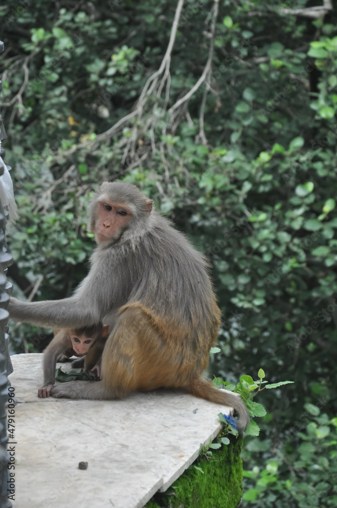 A female monkey with her baby sitting outside in park