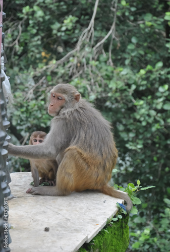 A female monkey with her baby sitting outside in park