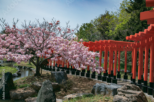 Fototapeta Naklejka Na Ścianę i Meble -  桜の花 -Cherry Blossoms-