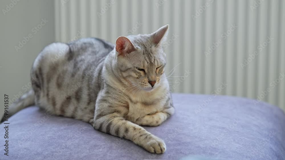 Silver spotted Bengal cat wants to fall asleep. Cute pet lying on the blanket and looking in camera with sleepy eyes. 50fps 4k video Silver spotted Bengal cat wants to fall asleep. Cute pet lying on the blanket and looking in camera with sleepy eyes. 50fps 4k video
