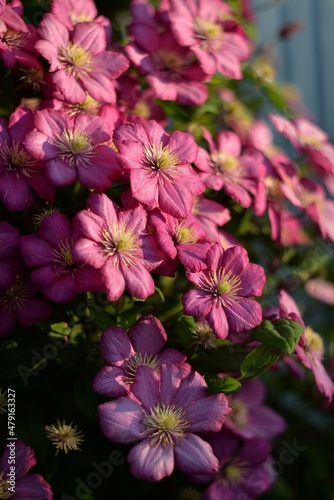 Lilac flowers of clematis. A wall of fresh flowers. Large petals with veins and yellow fluffy centers. Different focus on flowers. 