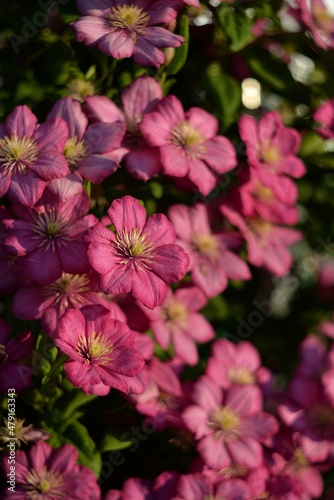 Lilac flowers of clematis. A wall of fresh flowers. Large petals with veins and yellow fluffy centers. Different focus on flowers. 
