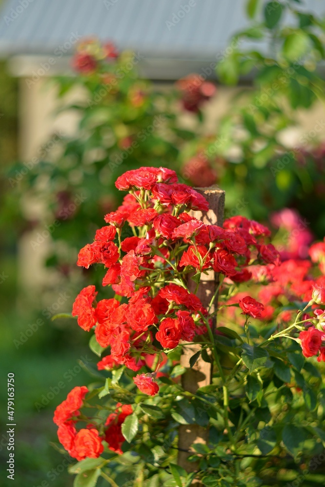 Bright red spray roses. Many flowers. Blurred background. Flower garden in a country house. Beauty at dawn. Sunset. 