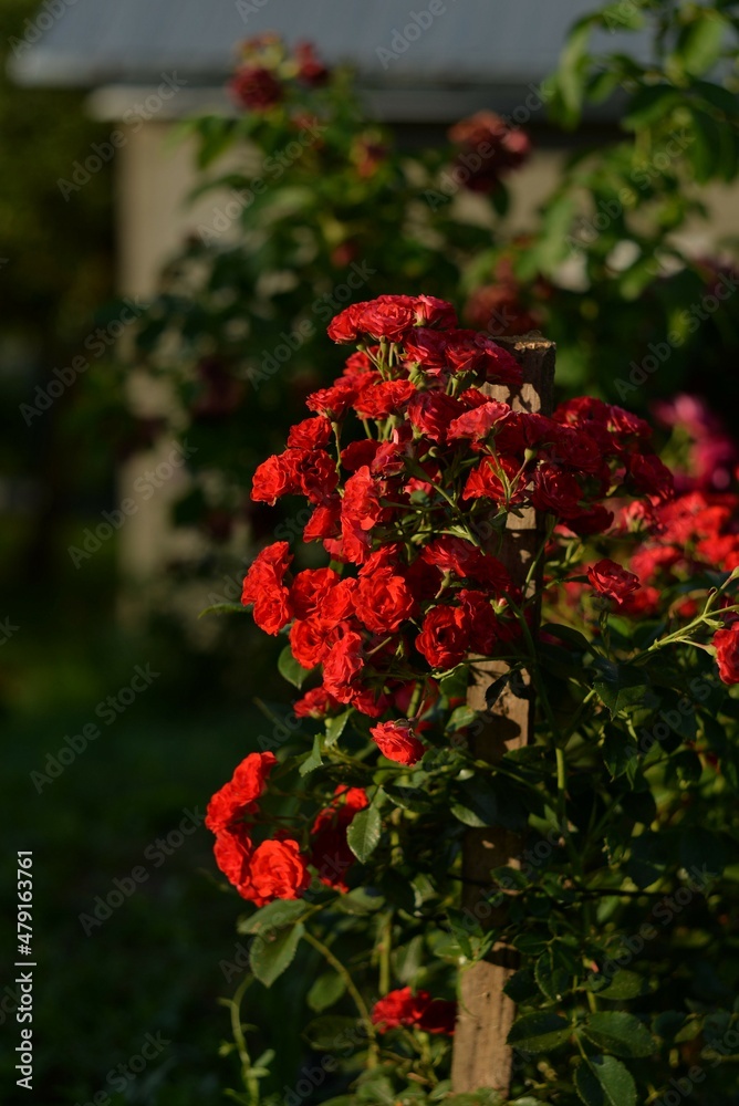Bright red spray roses. Contrast shot. Blurred background. Flower garden in a country house. Evening light. 