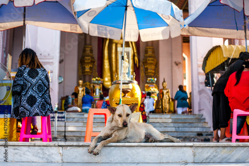 A thai temple dog in front of the entrant way to  Phra Pathom Chedi the landmark of Nakorn Pathom province , Thailand