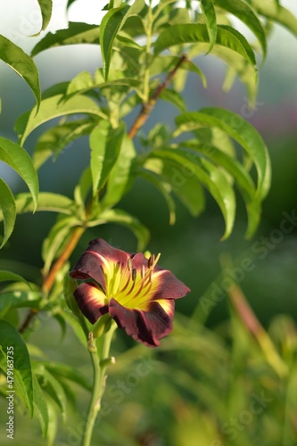 Lily flower in the light close-up. Complimentary colors. Yellow and purple. Petals, pistil and stamens. Greens on the background. 