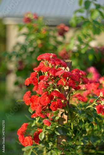Bright red spray roses. Many flowers. Blurred background. Flower garden in a country house. Beauty at dawn. Sunset. 