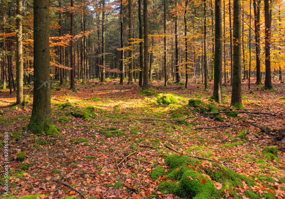 Autumn forest scenery