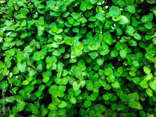 green leaves background