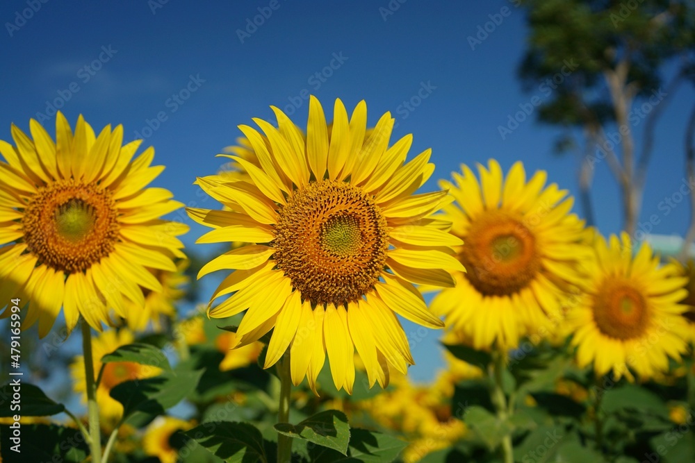 Photo of sunflowers in the morning in the sunflower field