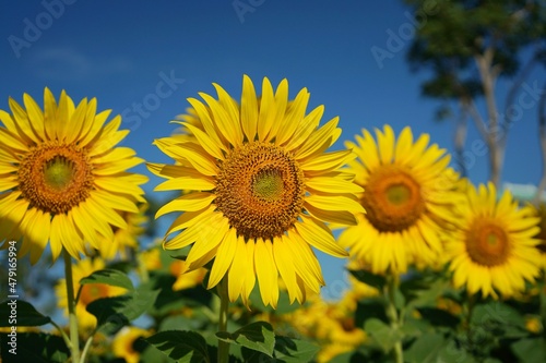 Photo of sunflowers in the morning in the sunflower field © Kampanat