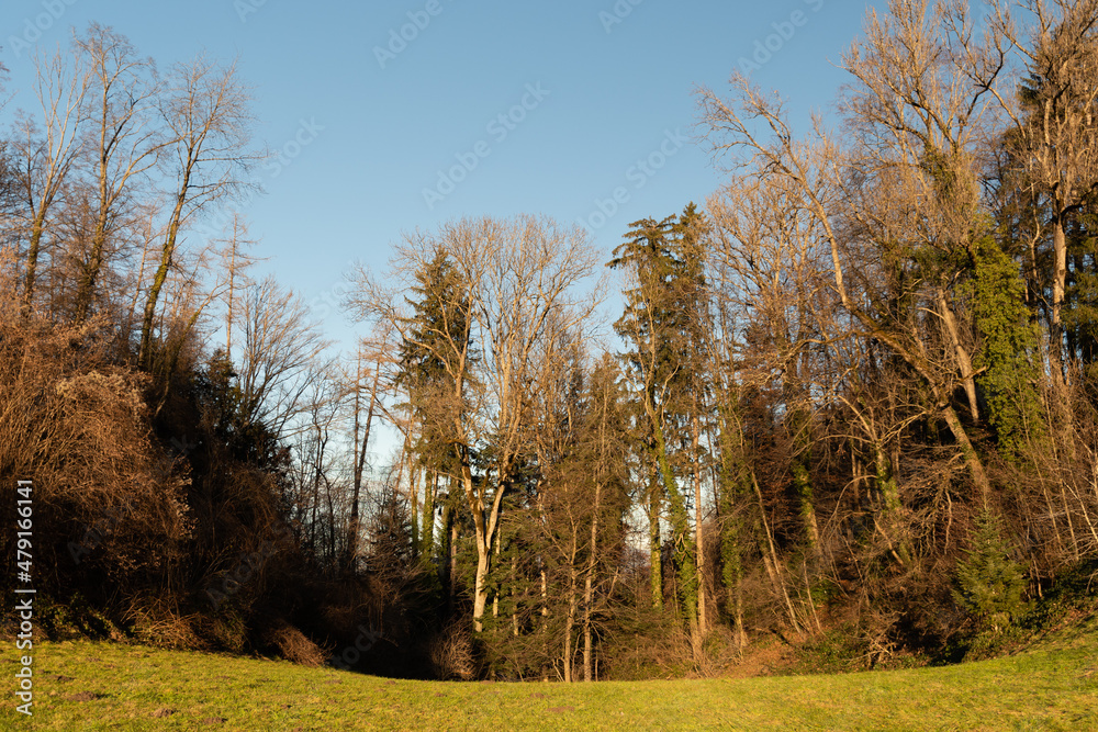 Fototapeta premium Beautiful forest in Schellenberg in Liechtenstein