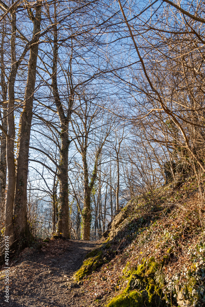 Obraz premium Beautiful forest in Schellenberg in Liechtenstein