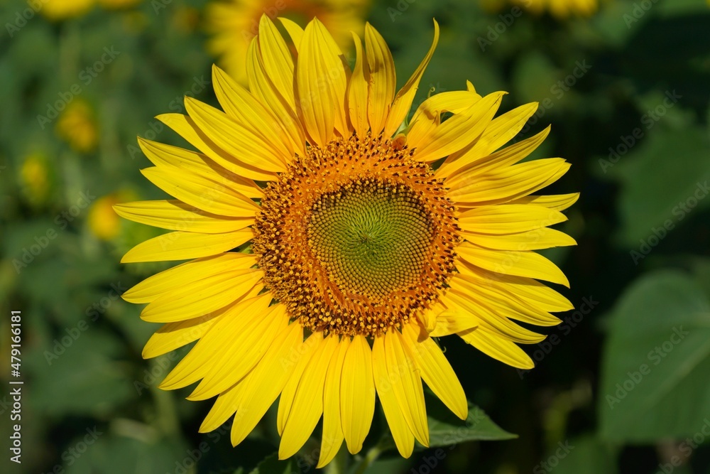 Photo of sunflowers in the morning in the sunflower field Photo of sunflowers in the morning in the sunflower field