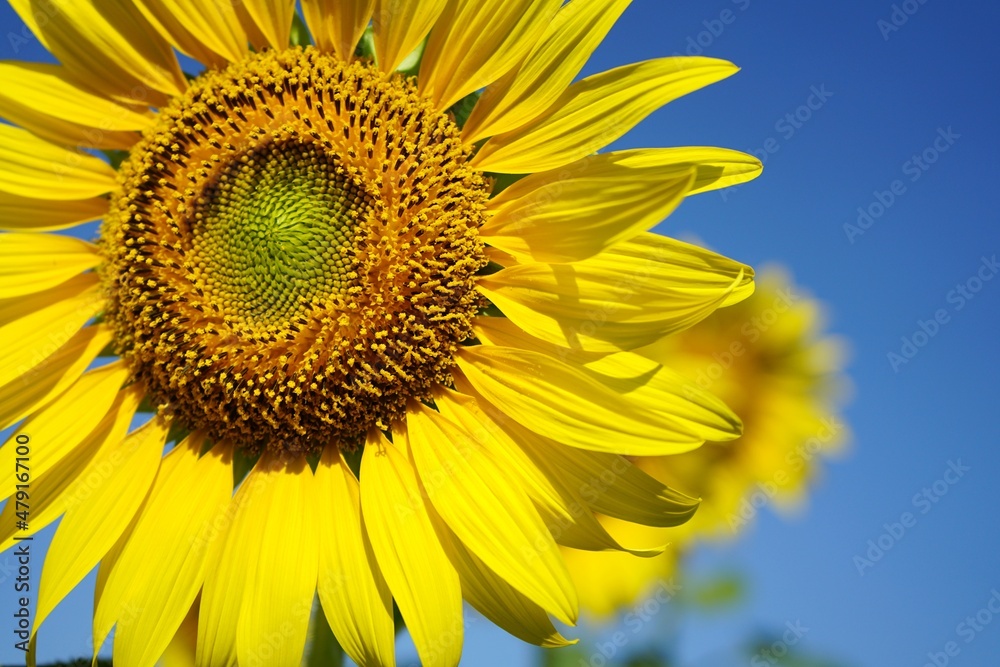 Photo of sunflowers in the morning in the sunflower field Photo of sunflowers in the morning in the sunflower field