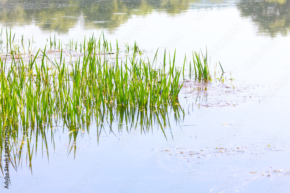 Sedge in the water . Water surface with Green plants Sedge in the water . Water surface with Green plants