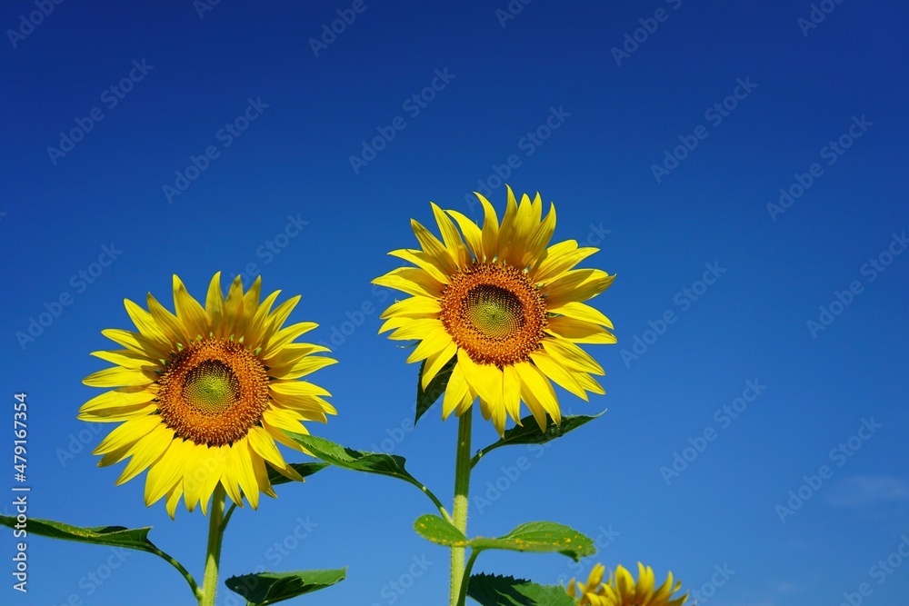 Photo of sunflowers in the morning in the sunflower field Photo of sunflowers in the morning in the sunflower field
