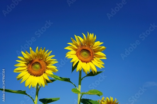 Photo of sunflowers in the morning in the sunflower field