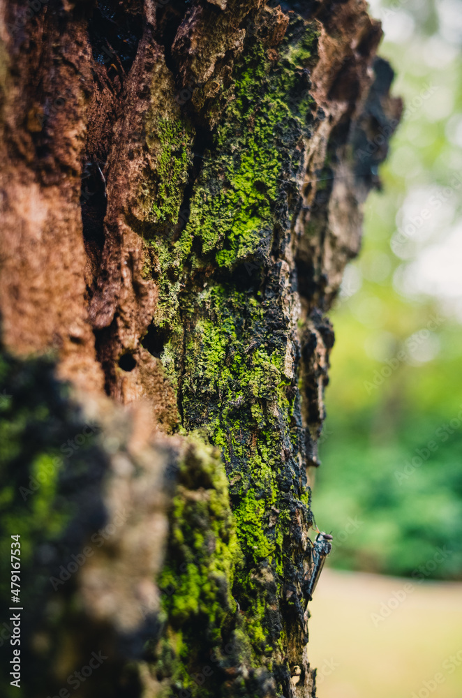 moss on tree moss on tree