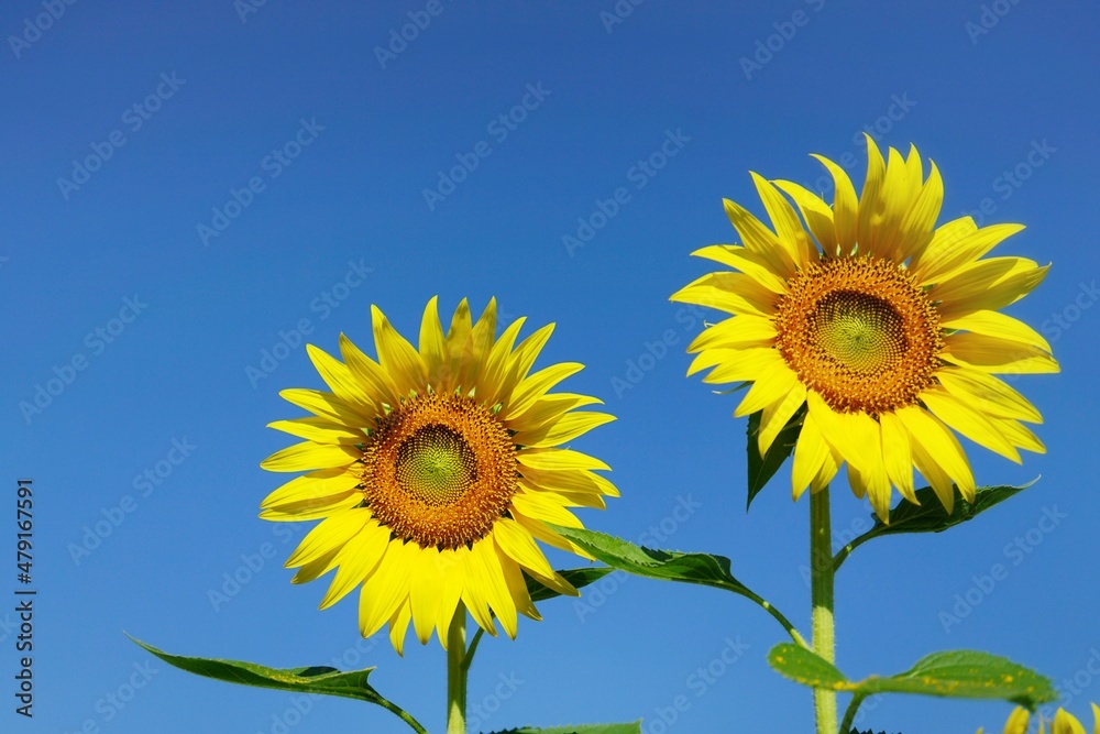 Photo of sunflowers in the morning in the sunflower field Photo of sunflowers in the morning in the sunflower field