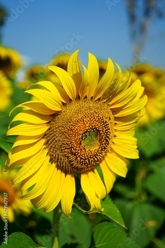 Photo of sunflowers in the morning in the sunflower field