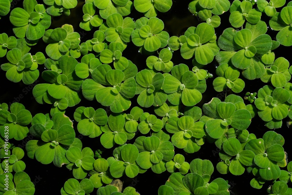 photo of water lettuce on the water surface photo of water lettuce on the water surface