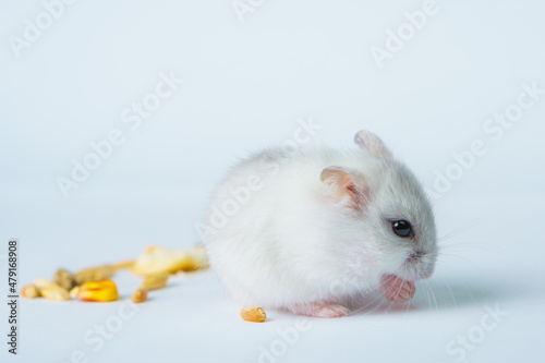 Small white hamster, on a white background.
